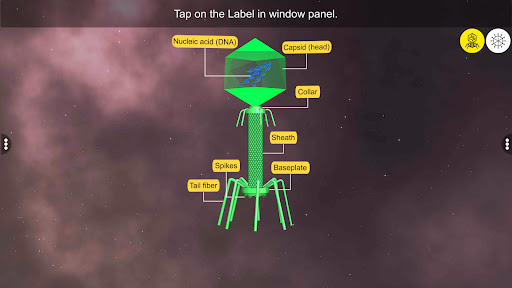 Learn Viruses Screen 2