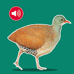 Cover Image of Télécharger Lambu - Inhambu Cantando  APK