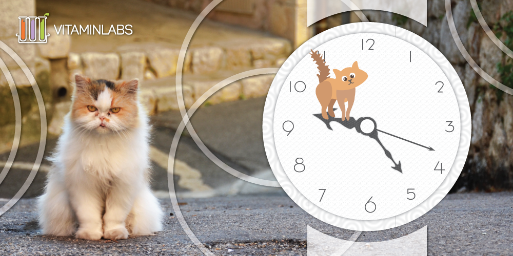 Android application Ginger Cat WatchFace screenshort