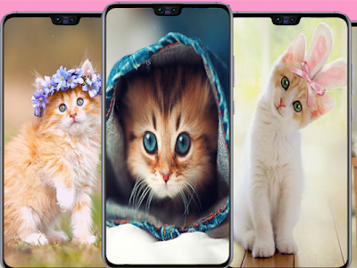 壁紙 可愛い 猫 画像 117020-��� 可愛い 画像 壁紙