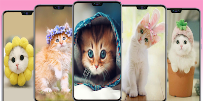かわいい猫の壁紙 子猫の画像 Google Play のアプリ