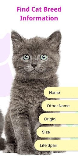 Cat Recognition by Photo Screen 3