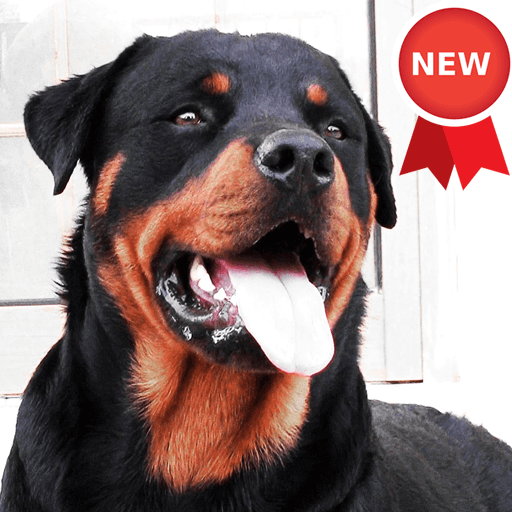 Rottweiler Dog Wallpapers 2.0 Icon