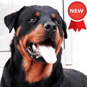 Top 21 Photography Apps Like Rottweiler Dog Wallpapers - Best Alternatives