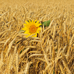 Cover Image of Download The Smell Of Wheat 1.0 APK