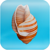 Cheeky Conch Shell (Oracle) icon