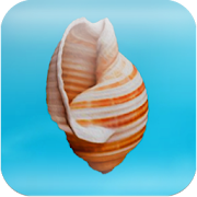 Cheeky Conch Shell (Oracle) 1.2 Icon