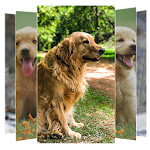 Cover Image of डाउनलोड Golden Retriever Dogs Wallpapers and Backgrounds 1.3 APK