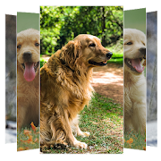 Golden Retriever Dogs Wallpapers and Backgrounds