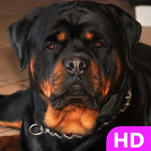 Rottweiler Dog Wallpaper HD 4k logo