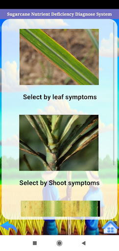 Sugarcane NDDS Screen 3