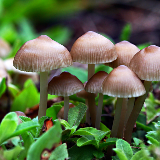 Kingdom Fungi logo