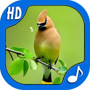 Top 38 Music & Audio Apps Like Top Bird Sounds & Ringtones - Best Alternatives