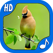 Top Bird Sounds & Ringtones