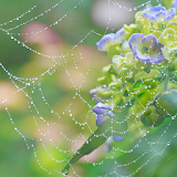 Spiders and Cobwebs Themes icon