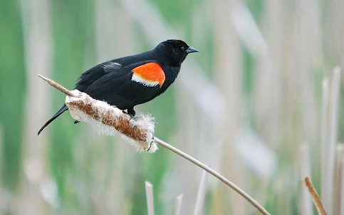 Red winged Black Wallpaper
