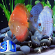 3D Discus Aquarium Live Wallpaper विंडोज़ पर डाउनलोड करें