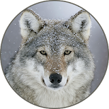 Gray wolf Sounds icon