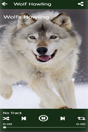 Animal Sounds Of The Wild