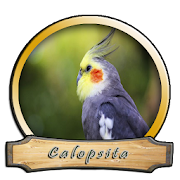 Top 27 Music & Audio Apps Like Cantos Calopsita Brasileiros - Best Alternatives