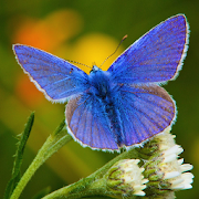 Top 33 Books & Reference Apps Like Butterflies of Britain Ireland - Best Alternatives