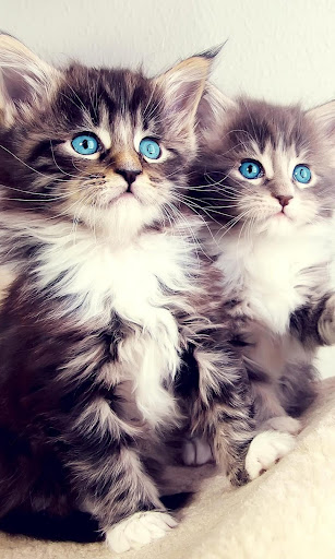 Android application Kitty Cool: HD Cats Wallpapers screenshort