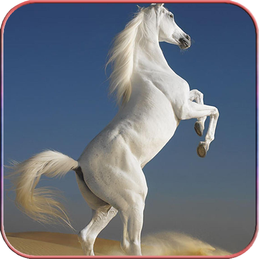 Horse Wallpapers 4K - Apps on Google Play
