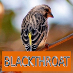 Cover Image of Download Master Kicau Blackthroat  APK