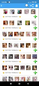 Stickers Gatitos para Whatsapp