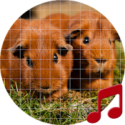 Guinea pig Sounds ~ Sboard.pro
