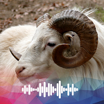 Cover Image of Download Sheep sounds Ringtones  APK