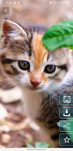 Cute Kitten Wallpaper Screen 2