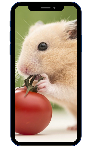 Hamster Wallpapers Screen 2