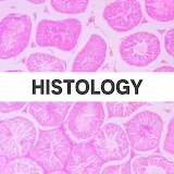 Histology: Slides,Identification Points and Theory icon