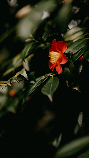 Android application Camellia Wallpaper screenshort