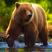 Top 23 Travel & Local Apps Like Bear Simulator - Animal Simulator - Best Alternatives