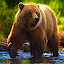 Animal Games - Bear Games