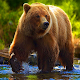 Bear Simulator 2021- Animal Simulator 2021 Laai af op Windows