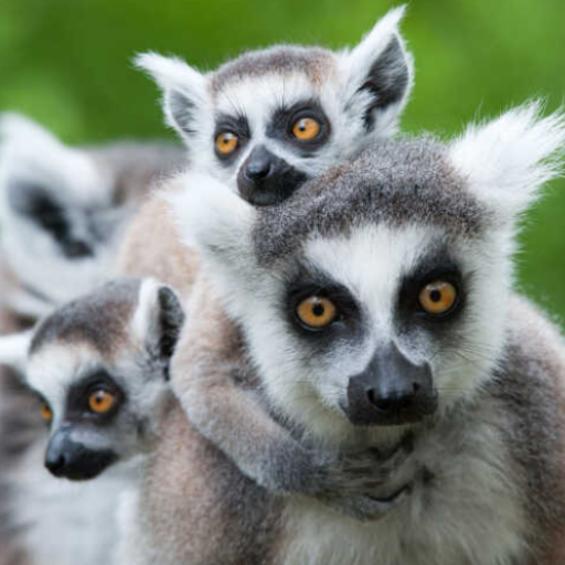 Lemur Sound Effects logo