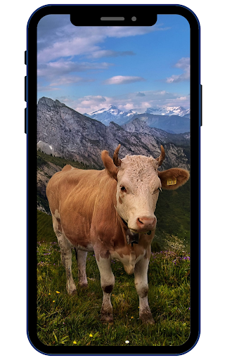Android application Cow Wallpapers screenshort