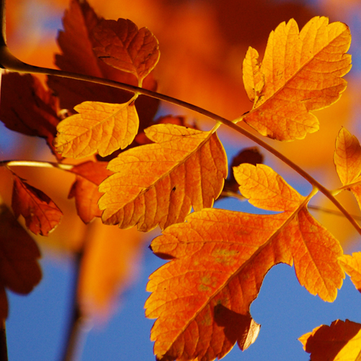 Autumn Live Wallpaper HD 1.0.4 Icon