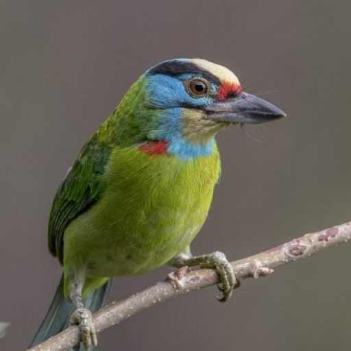 Asian barbet bird Sounds logo