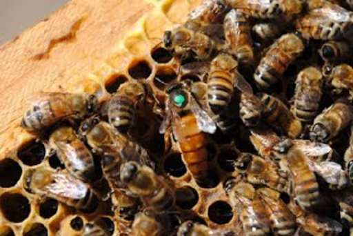 learn beekeeping for beginners