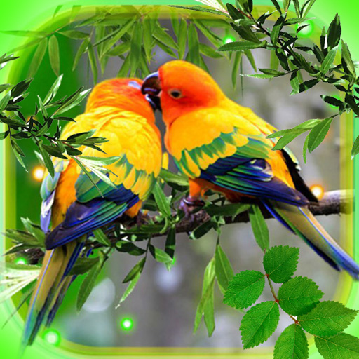 Love Birds Wallpaper Download on Windows