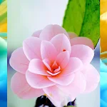 Flower Bunga Wallpaper Apk