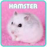 How to Maintain a Hamster icon