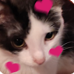 Cover Image of ดาวน์โหลด WAStickerApps Stickers Cats  APK