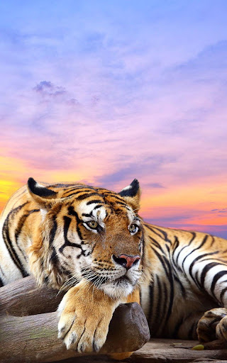 Download Wild animals Live Wallpaper Free for Android - Wild animals Live  Wallpaper APK Download 