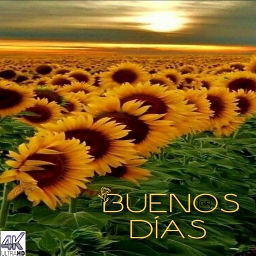 Buenos dias gif 2023 Download on Windows