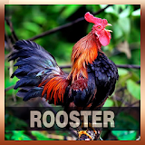 Rooster Sound Tone icon
